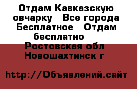 Отдам Кавказскую овчарку - Все города Бесплатное » Отдам бесплатно   . Ростовская обл.,Новошахтинск г.